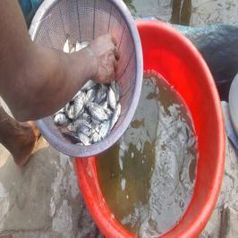 বায়োফ্লোক মাছের চাষ (Biofloc Fish Farming)