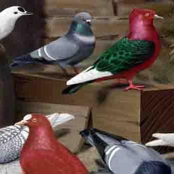 কবুতর পালন (Pigeon)
