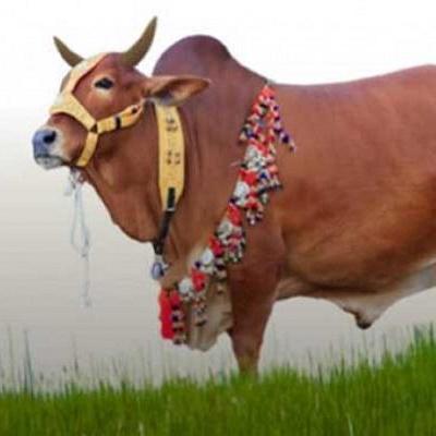 কুরবানীর হাট (Kurbanir Hat)